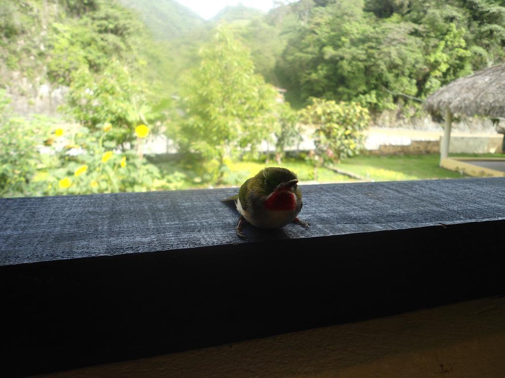 Conrado'S Guesthouse B&B Las Avispas 外观 照片
